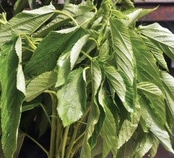 jute-frame Place caption here.